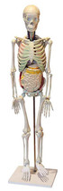 “人体骨骼与内脏关系模型