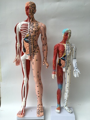 “半肌肉骨骼内脏模型中医经络穴位模型 人体针灸