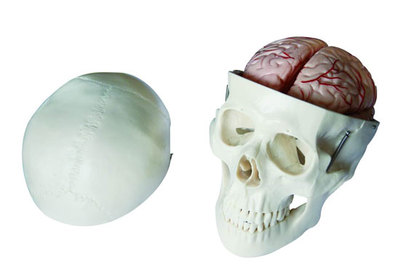 “头颅骨带脑动脉模型