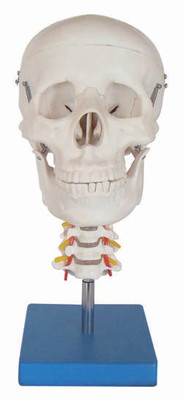 “头颅骨带颈椎模型
