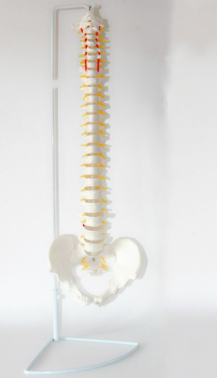 “脊柱模型 脊椎模型 脊柱骨模型
