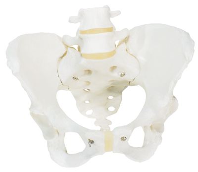 骨盆附腰椎与股骨头模型