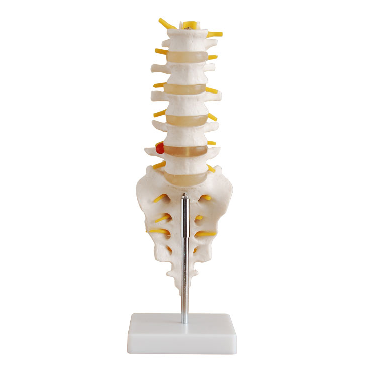 “腰椎带尾椎骨模型