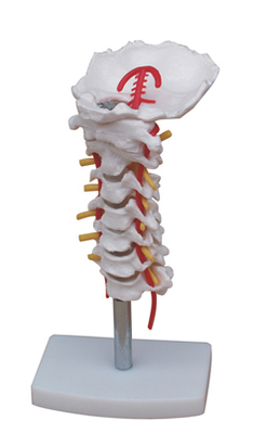 “颈椎模型 颈椎带颈动脉模型