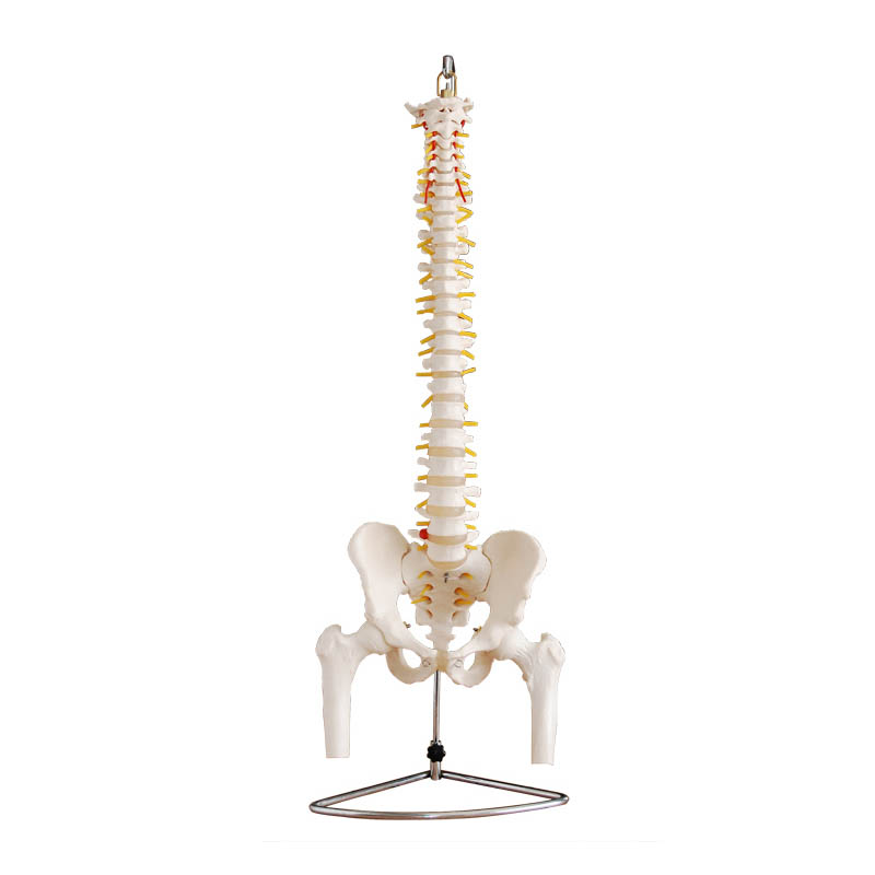 脊柱带骨盆与股骨头（半腿骨）模型