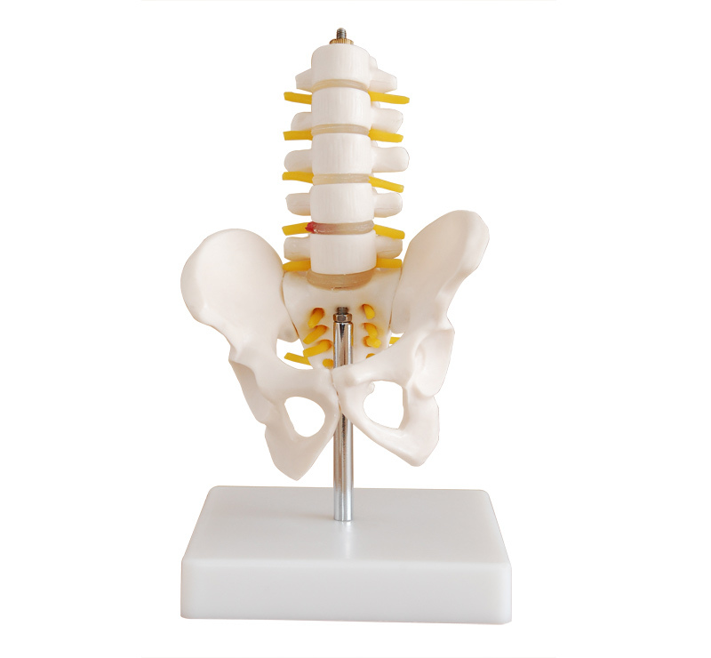 “骨盆带五节腰椎模型