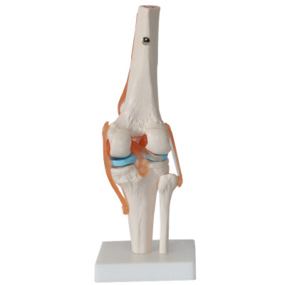 “膝关节模型