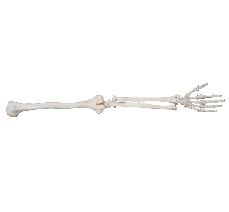 “上肢骨模型 手臂骨模型