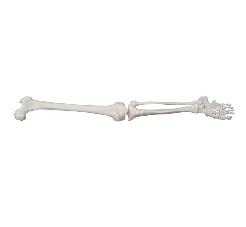 下肢骨模型 腿骨模型
