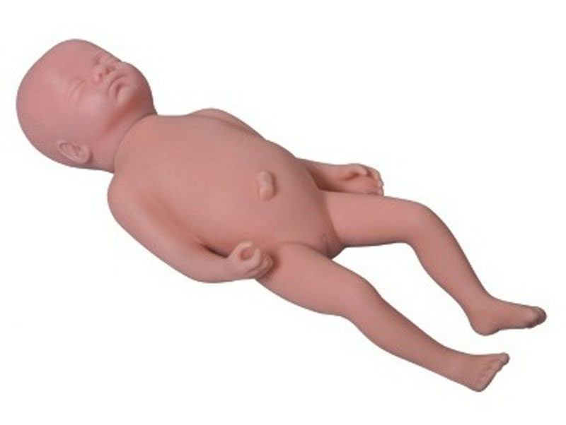 “高级足月胎儿模型