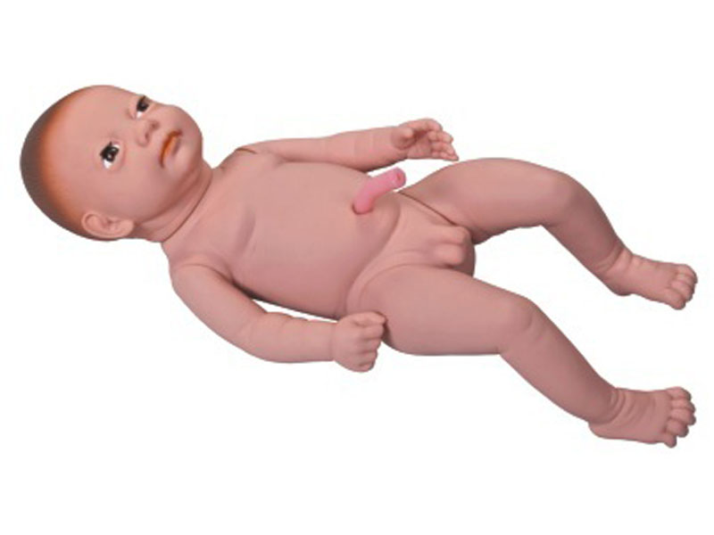 “高级出生婴儿附脐带模型