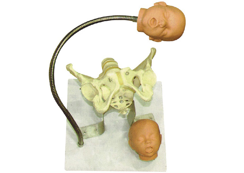 “带有胎儿头的骨盆模型
