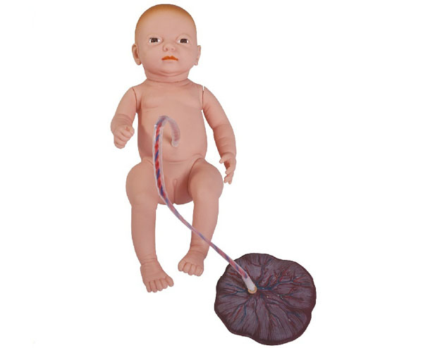 “高级新生儿脐带胎盘护理模型