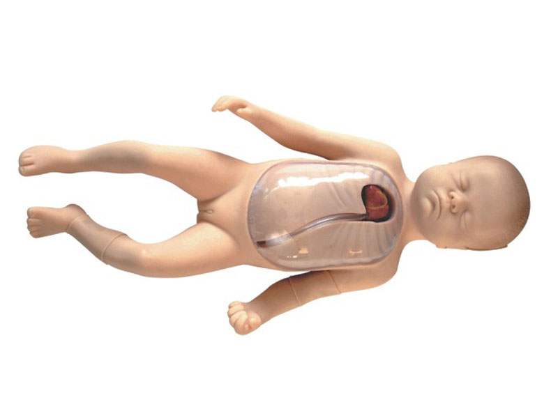 “新生儿外周中心静脉插管模型