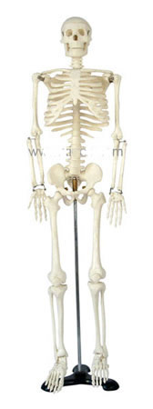 “人体骨骼模型