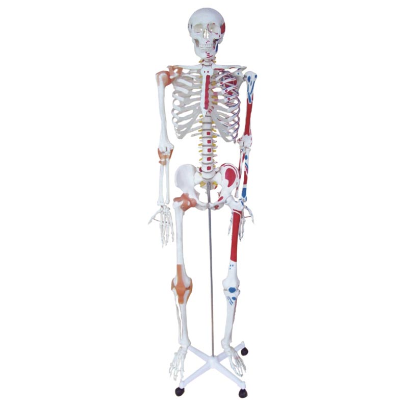 “人体骨骼半边肌肉着色半边附韧带模型