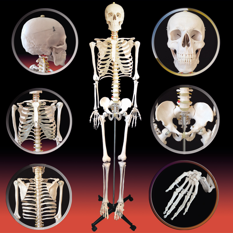 “骷髅骨架标本带软肋模型