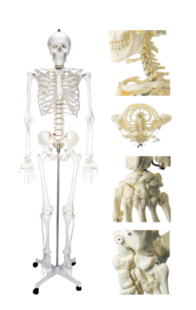 女性人体骨骼模型