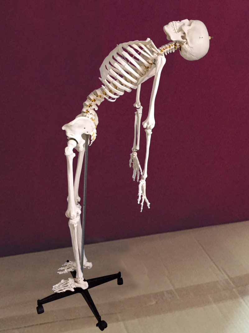 “脊椎可弯曲 ，骷髅骨架标本