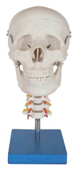 “头骨带颈椎模型