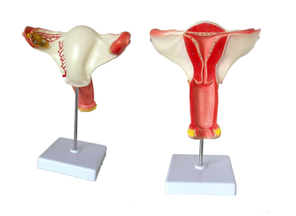 “女性内生殖器官模型