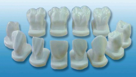 “牙体形态模型