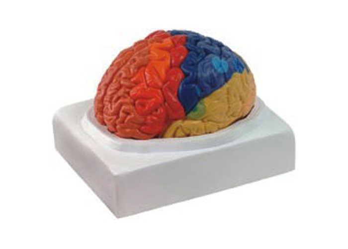 “大脑皮质功能定位模型