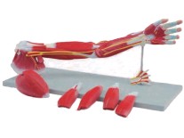 “上肢肌肉解剖模型