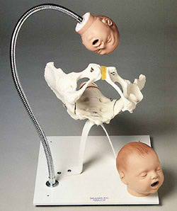 “带有胎儿头的骨盆训练模型